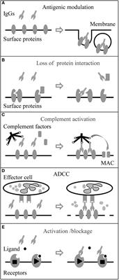 Neuronal Surface Autoantibodies in Neuropsychiatric Disorders: Are There Implications for Depression?